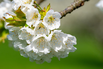 A bright white cherry blossom in spring against a green background