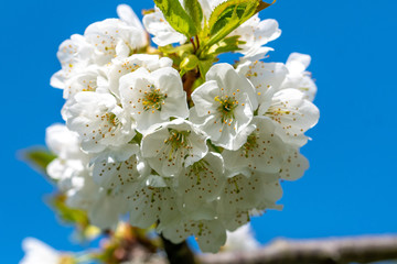 A bright white cherry blossom in spring before a bright blue sky
