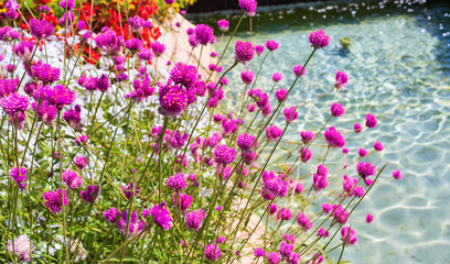 Raspberry flowers near the azure water (fountain) in Gardaland Theme Park in Castelnuovo Del Garda, Verona, Italy.