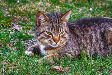 Naklejka na ściany i meble White and gray adult domestic cat sitting in grass and looking to the right side