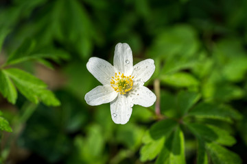 Obraz na płótnie Canvas White flower Anemone nemorosa