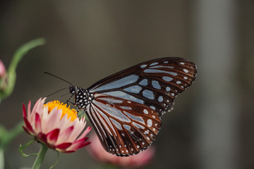 Fototapeta na wymiar Motyl na kwiatku