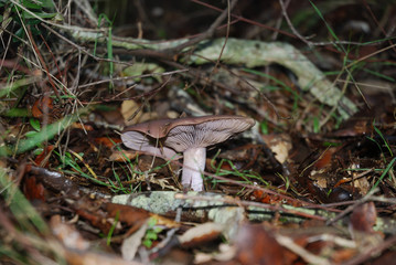Funghi