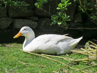 White Campbell duck with orange beak lying down in a backyard garden on a sunny summers day.