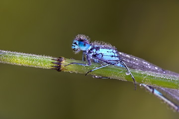 Variable damselfly or bluet, Coenagrion pulchellum