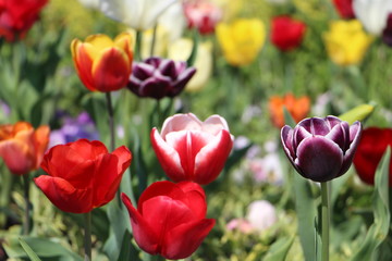 Bunte Tulpen