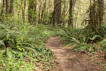 Fototapeta na wymiar Hiking trail in the forest.