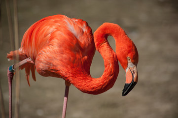 portrait of pink flamingo in border water © pixarno