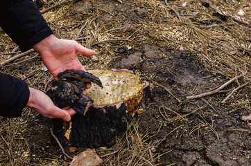 The man's palm touches with regret the cutting of a large scorched stump. Around on the ground, dry branches and needles. The forest was felled after the fire.
