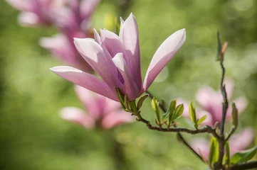 Foto op Canvas closeup of magnolia pink fleur at spring © pixarno