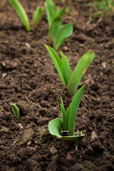 Young tulip sprouts on the background of the earth, the concept of gardening and farming
