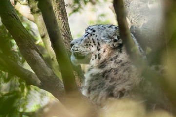 portrait of white leopard in a tree
