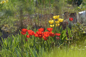 rote und gelbe tulpen im garten