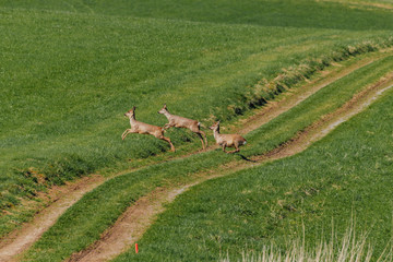 Der Sprung.