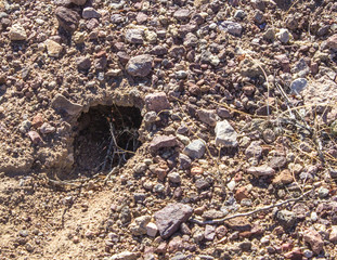 Desert Animal Critter Burrow Den Nest in Sand