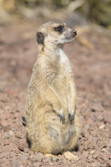 Suricata vigilando su zona
