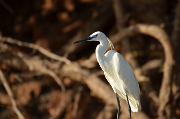 AIGRETTE SELOUS 2