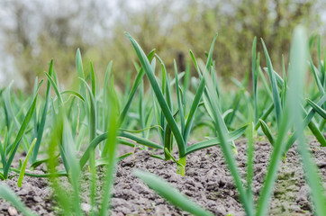 young green garlic sprouts in nature spring from the ground in the garden, tasty healthy and vegetarian food