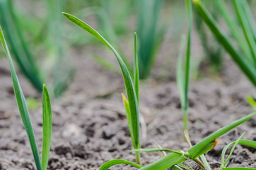 young green garlic sprouts in nature spring from the ground in the garden, tasty healthy and vegetarian food