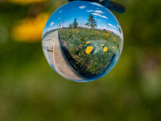 Reflections of dandelions in a garden in springtime in a crystal ball / concept of environment