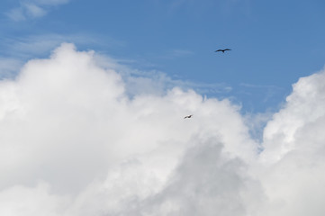 blue sky, white clouds, in the tropics, with silhouettes of seabirds hovering in the altitude