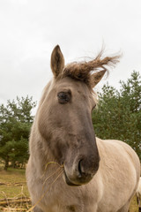 The wild horse, a Konik, looks like a unicorn - photographed in the Hobrechtsfelder forest, Hobrechtsfelde, Germany