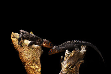  Couple Crocodile Skink 