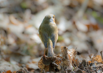 Robin shows the back