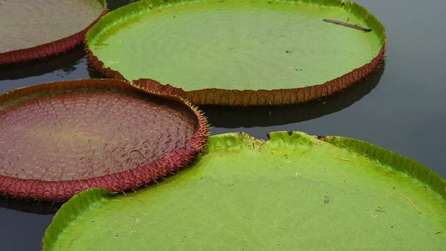 Victoria waterlily on the pool