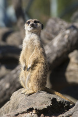 Suricata vigilando su zona