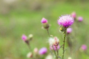 Fototapeta premium Prickly weed is a burdock. Natural background with a forest flower and a blurry backdrop.