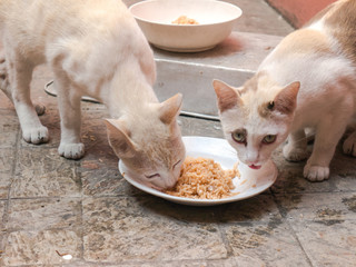 Cat pictures without owners Secretly came to live behind the house..Eating rice with canned fish