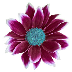 Obraz premium Flower maroon white Chrysanthemum with cyan center, isolated on white background. Close-up. Element of design.