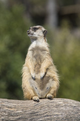 Fototapeta premium Suricata hembra preñada
