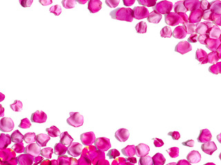 White background with pink rose petals