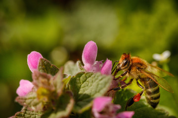 Bee on a pink flower collecting pollen and gathering nectar to produce honey in the hive