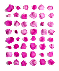 Set of pink rose petals on white background