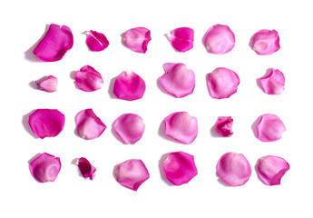 Fototapeta premium Set of pink rose petals on white background