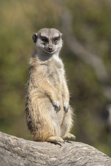 Suricata vigilando su zona