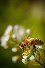 Bee on a white flower collecting pollen and gathering nectar to produce honey in the hive