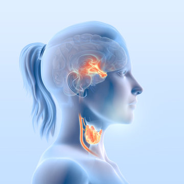 Thyroid gland function, medical infographic 2