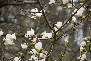 Mysterious spring background with white magnolia flowers