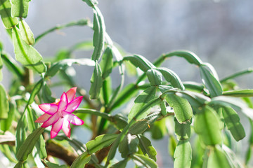 Beautiful plant blossom, little pink flower among weird green leaves by the window on a sunny summer or spring day with copy space
