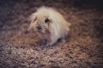 Studio shot of domestic rabbit