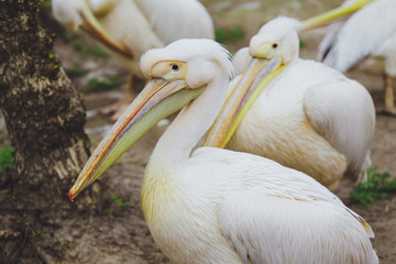 Two Pelican Birds