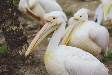 Two Pelican Birds