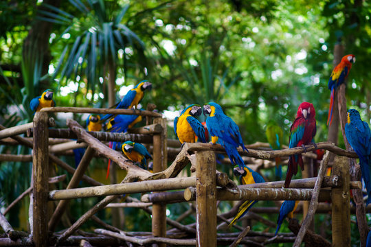 a lot of blue-and-yellow macaws and red aras sitting on the branches in the forest