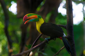 The colorful rainbow toucan with long beak and strange tongue