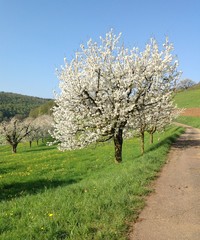 Kirschbaum