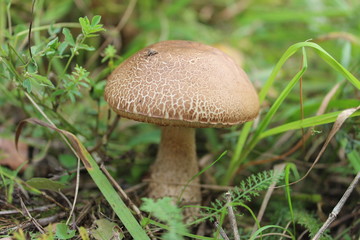 birch mushroom